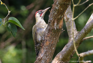 EUROPEAN GREEN WOODPECKER - ADULT MALE (Picus viridis)